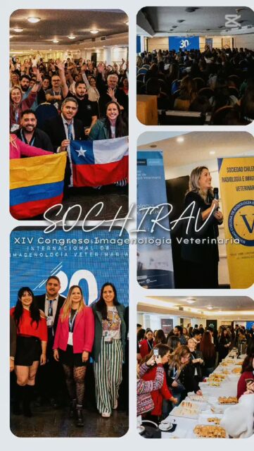​✨ ¡Qué difícil es resumir en pocas fotos y videos lo que vivimos hace unos días! ✨

​Cuando un congreso lo tiene todo, sobran las palabras: una locación soñada, charlistas de primer nivel internacional, auspiciadores que se lucieron y, sobre todo, ¡asistentes que son lo máximo de la vida! 💙🐾 

​Oficialmente declaramos abierta la temporada de «depresión post-congreso» 🥺, porque la vibra y la energía que se respiró estos días fue sencillamente única. Más allá de actualizarnos y aprender al más alto nivel, lo más valioso fue reencontrarnos y seguir fortaleciendo nuestra comunidad.

​Nos llena el corazón saber que somos un espacio seguro: un lugar donde cada colega puede ser 100% auténtico, sin miedo al qué dirán, donde no importa qué tan desafinado cantes en el karaoke, de qué país vengas o si tienes dos pies izquierdos para bailar (¡los que estuvieron ahí ya entendieron! 😂😜)... ¡el mood, las risas y la compañía lo valen todo! 💃🎤🎉

​Infinitas GRACIAS a cada una de las personas, expositores, directiva y marcas auspiciadoras que hicieron posible esta maravillosa edición. 

​🗓️ Vayan reservando desde ya la fecha: ¡Santa Cruz nos espera y un año se pasa volando! ✈️🍷

​#SOCHIRAV #ImagenologiaVeterinaria #Veterinaria #MedicinaVeterinaria #CongresoVeterinario