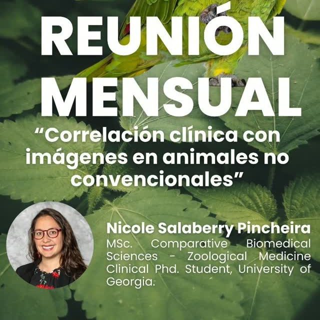 🦜🔬 ¡Nueva reunión mensual SOCHIRAV!

 🩻✨ En esta oportunidad abordaremos un tema fascinante y de gran relevancia para la medicina veterinaria:

🔎 “Correlación clínica con imágenes en animales no convencionales”

Contaremos con la participación de Dra. Nicole Salaberry Pincheira, MSc. en Comparative Biomedical Sciences, quien compartirá sus conocimientos y experiencia en medicina zoológica, destacando la importancia de integrar los hallazgos imagenológicos con la evaluación clínica para alcanzar diagnósticos más precisos.

📅 Martes 20 de octubre
🕖 19:00 hrs. (Chile)
💻 Modalidad online

💚 Una excelente oportunidad para seguir fortaleciendo nuestros conocimientos, compartir experiencias y promover el desarrollo de la imagenología veterinaria en Chile.

📩 Consultas e información: sochirav@gmail.com

✨ ¡Los esperamos para seguir aprendiendo y creciendo juntos como comunidad!

SOCHIRAV | Comprometidos con el conocimiento, la educación continua y el desarrollo de la imagenología veterinaria.

#SOCHIRAV #ImagenologíaVeterinaria #RadiologíaVeterinaria #MedicinaVeterinaria #AnimalesNoConvencionales MedicinaDeExóticos DiagnósticoVeterinario EducaciónContinua VeterinariaChile