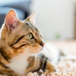 GATO