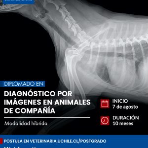 diplomado imágenes 2026.jpg